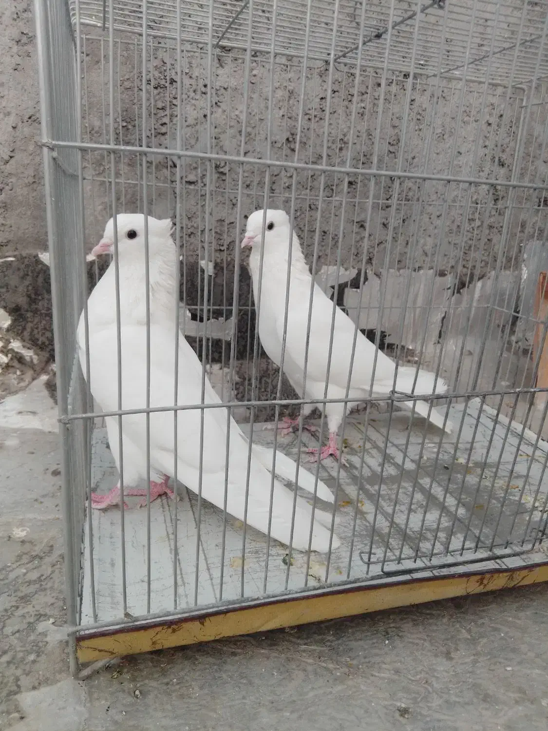 کبوتر سفید تهرانی مر شازده سوسکی سیاه کله دمگیر|پرنده|حبیب آباد, |دیوار