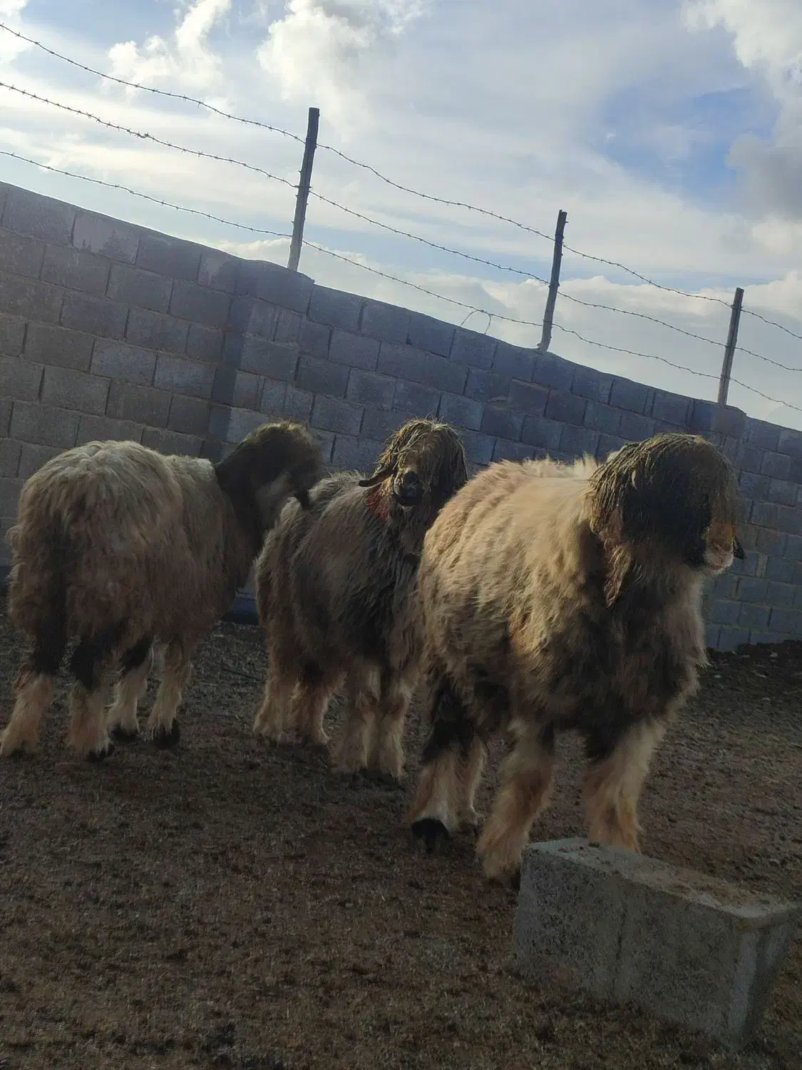 گوسفند|حیوانات مزرعه|سمیرم, |دیوار