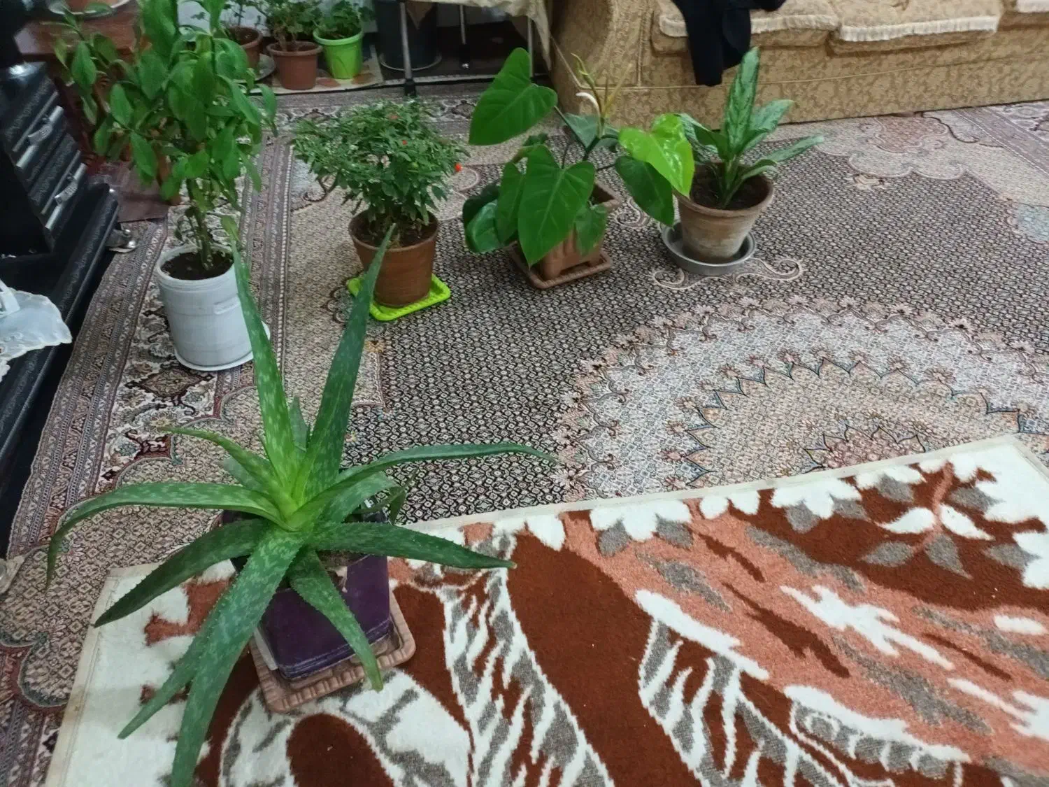 گلهای طبیعی متنوع|گل و گیاه طبیعی|اردبیل, |دیوار