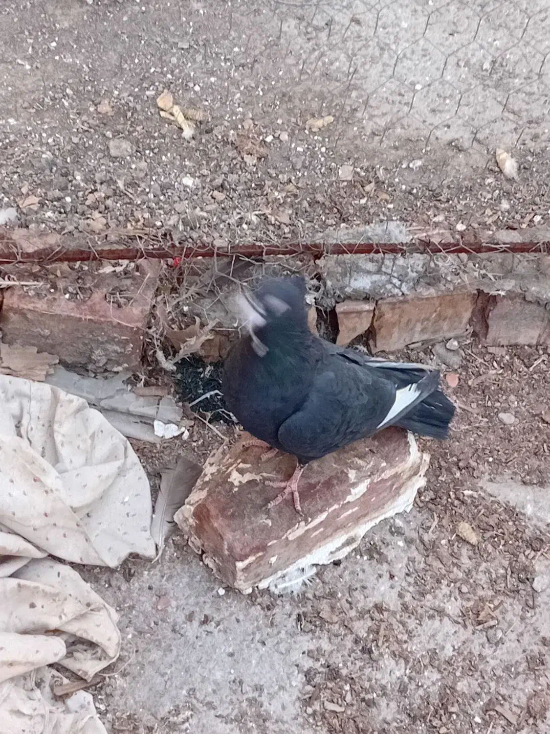 کفتر|حیوانات|زرند, |دیوار