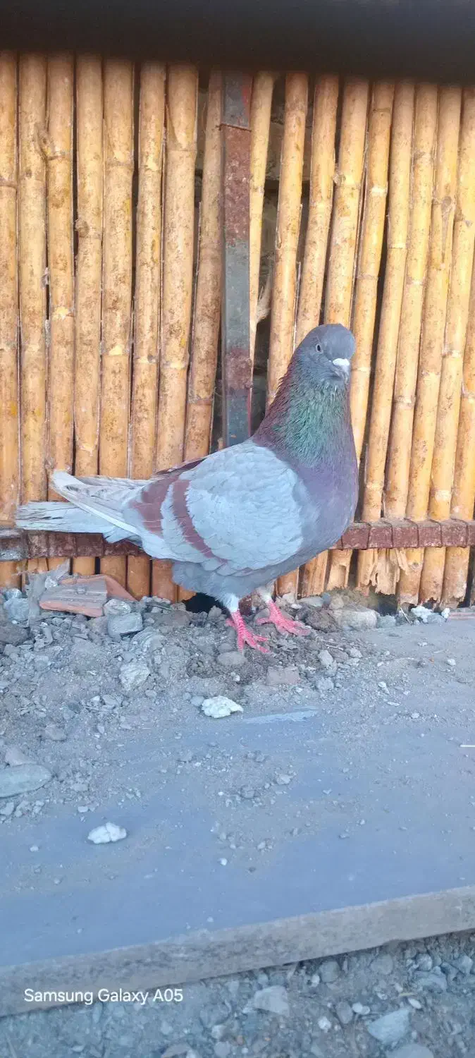 کبوتر مسجدی نر|پرنده|بندر ترکمن, |دیوار