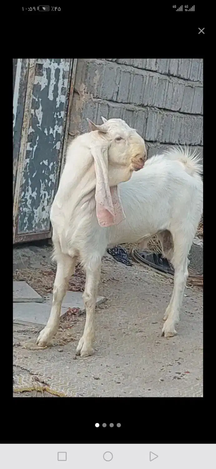 فروش نر بز گلابی اصل|حیوانات مزرعه|زرند, |دیوار