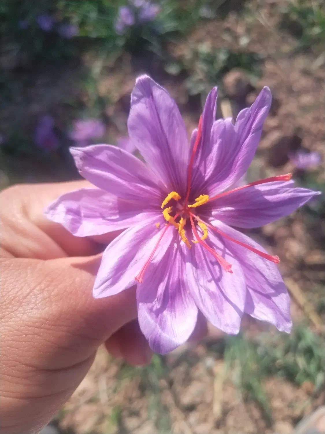 زعفران بدون واسطه|خوردنی و آشامیدنی|تهران, شهرک آپادانا|دیوار