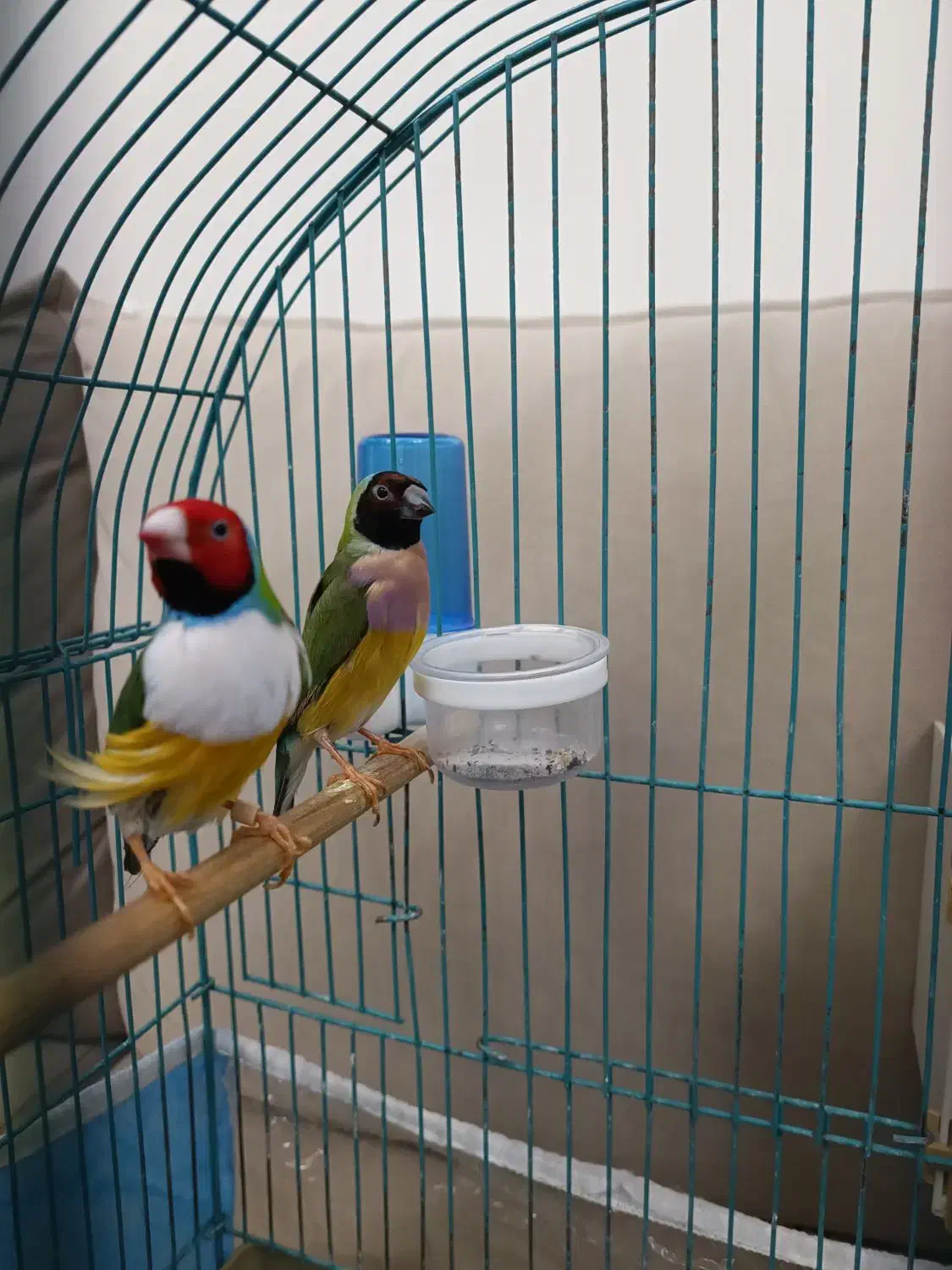 فنج گلدین جفت|پرنده|تبریز, |دیوار