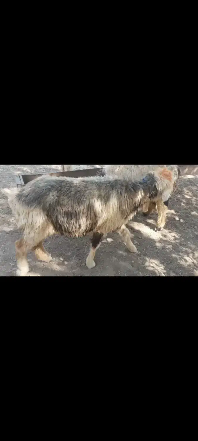 فوری فوری دزدیدن 7میش با یه بز|حیوانات|دزپارت, |دیوار