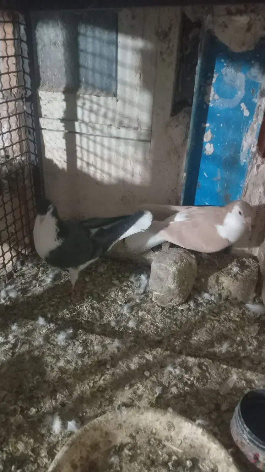 کبوتر رنگه|پرنده|مشهد, ویلاشهر|دیوار