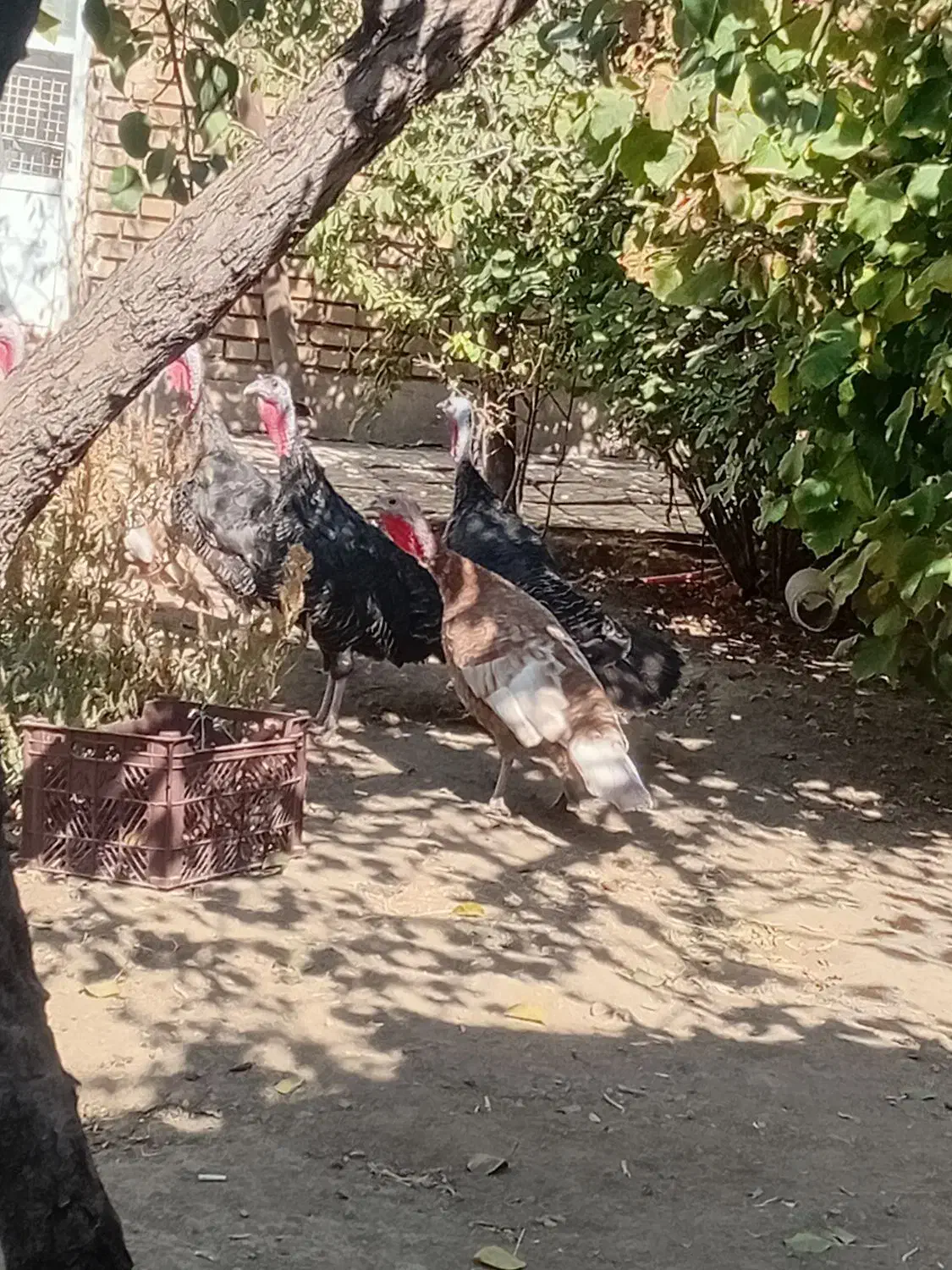 بوقلمون ماده|حیوانات مزرعه|ابهر, |دیوار