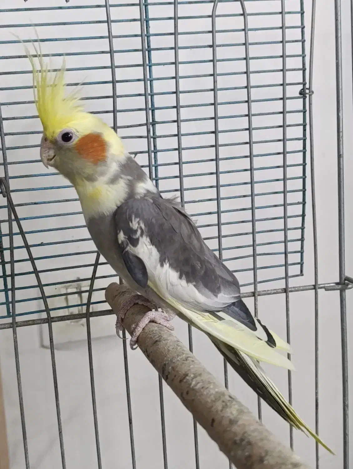 عروس هلندی ابلغ زیبا ماده آماده جفتگیری|پرنده|شیراز, آبیاری|دیوار