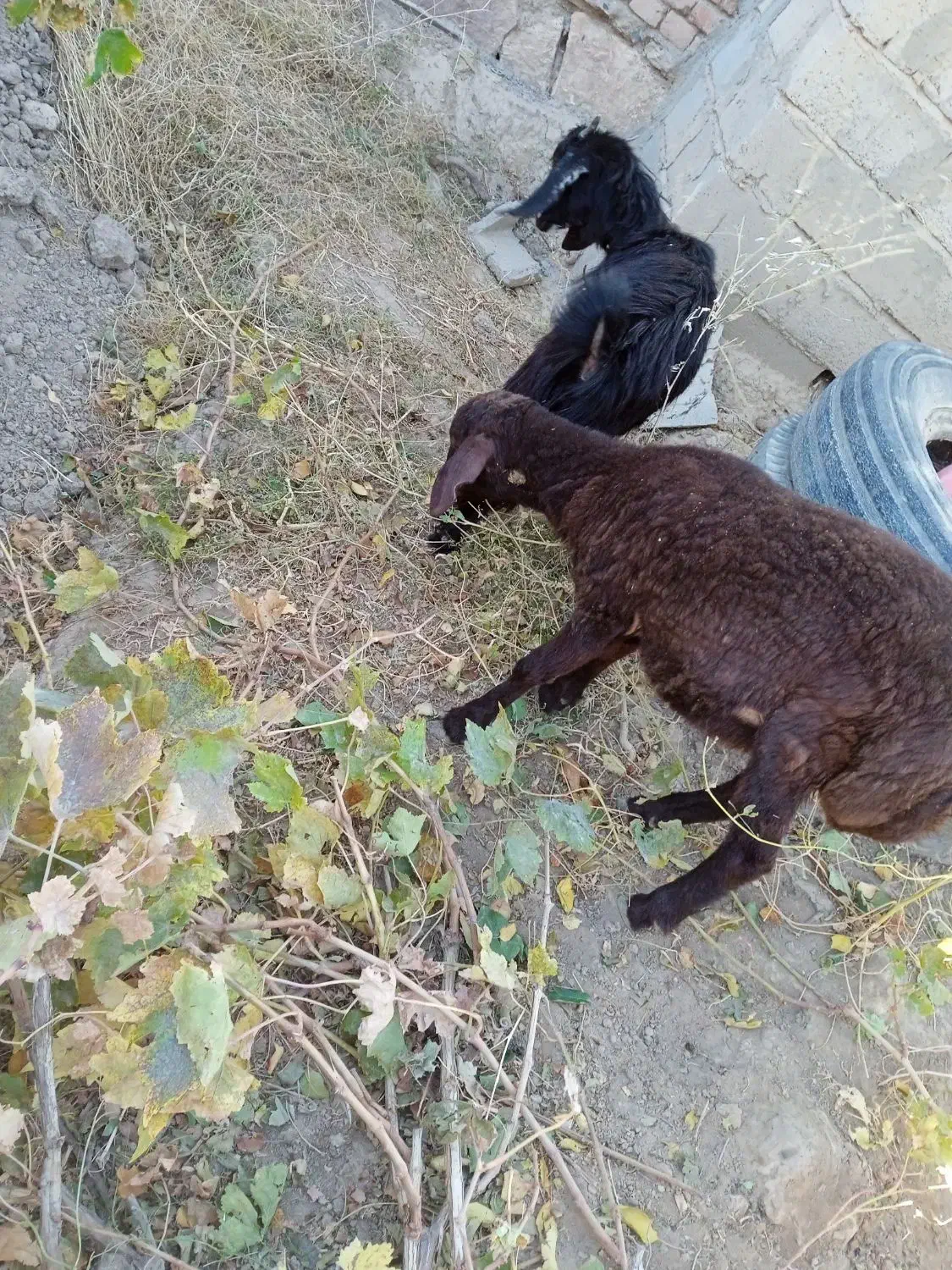 یک بره ماده ویک بزغاله ماده|حیوانات مزرعه|میاندوآب, |دیوار