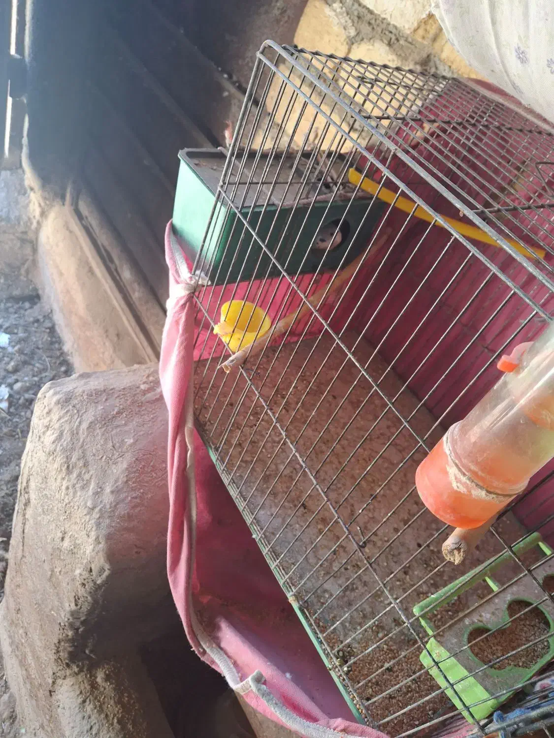 مرغ عشق برای فروش|پرنده|قزوین, |دیوار