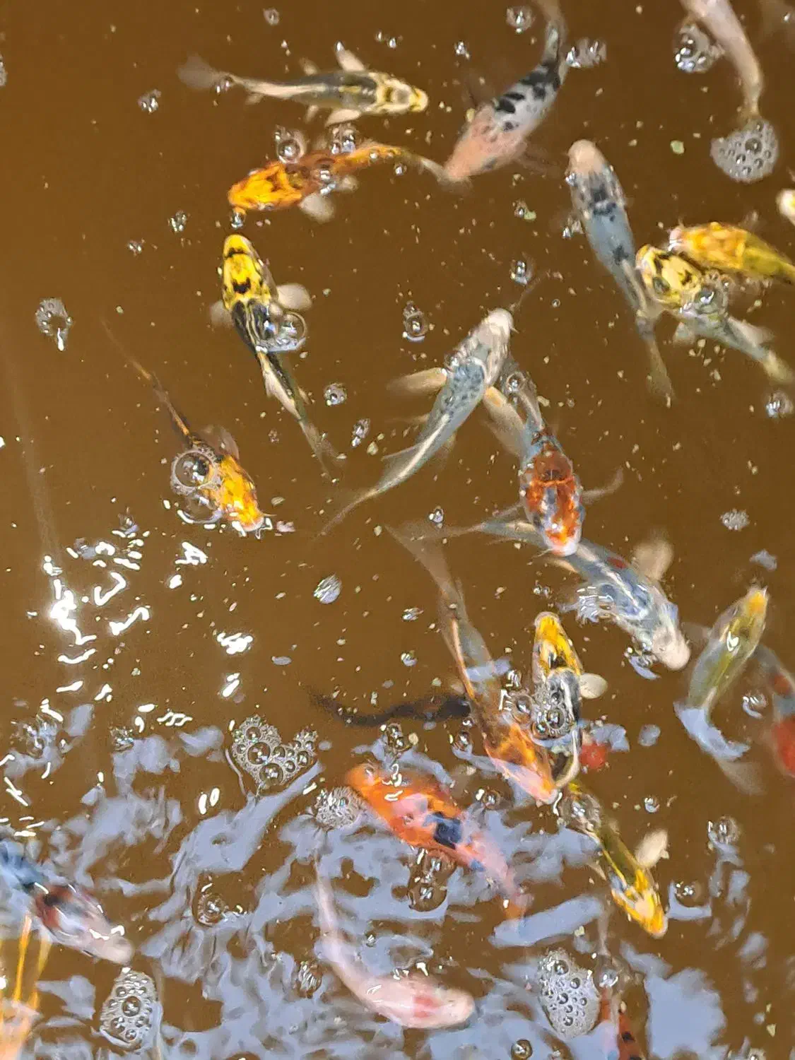 ۱۰۰ درصد چرم و باله بلند|ماهی|شیراز, زند|دیوار