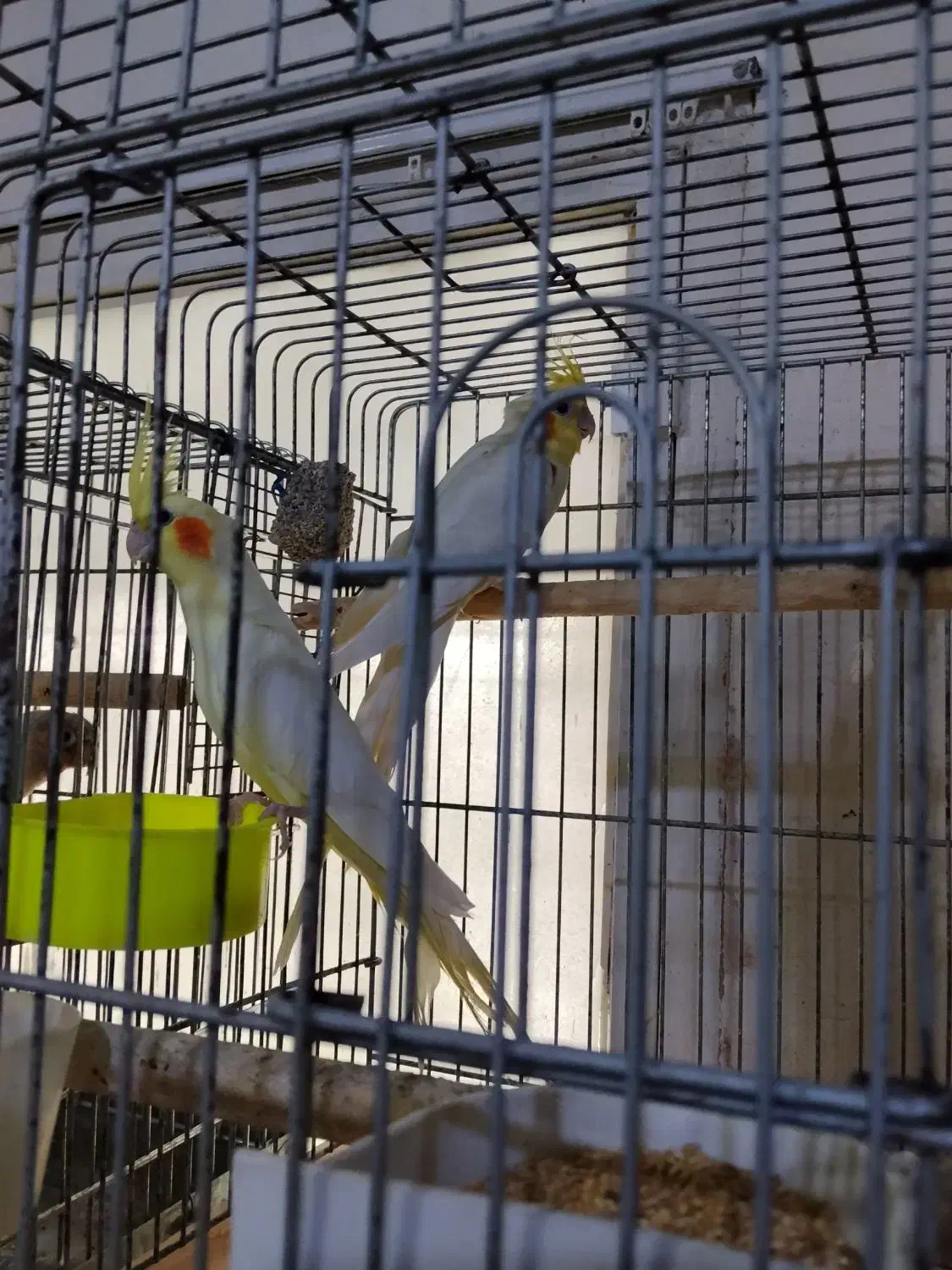 عروس‌هلندی|پرنده|نمین, |دیوار