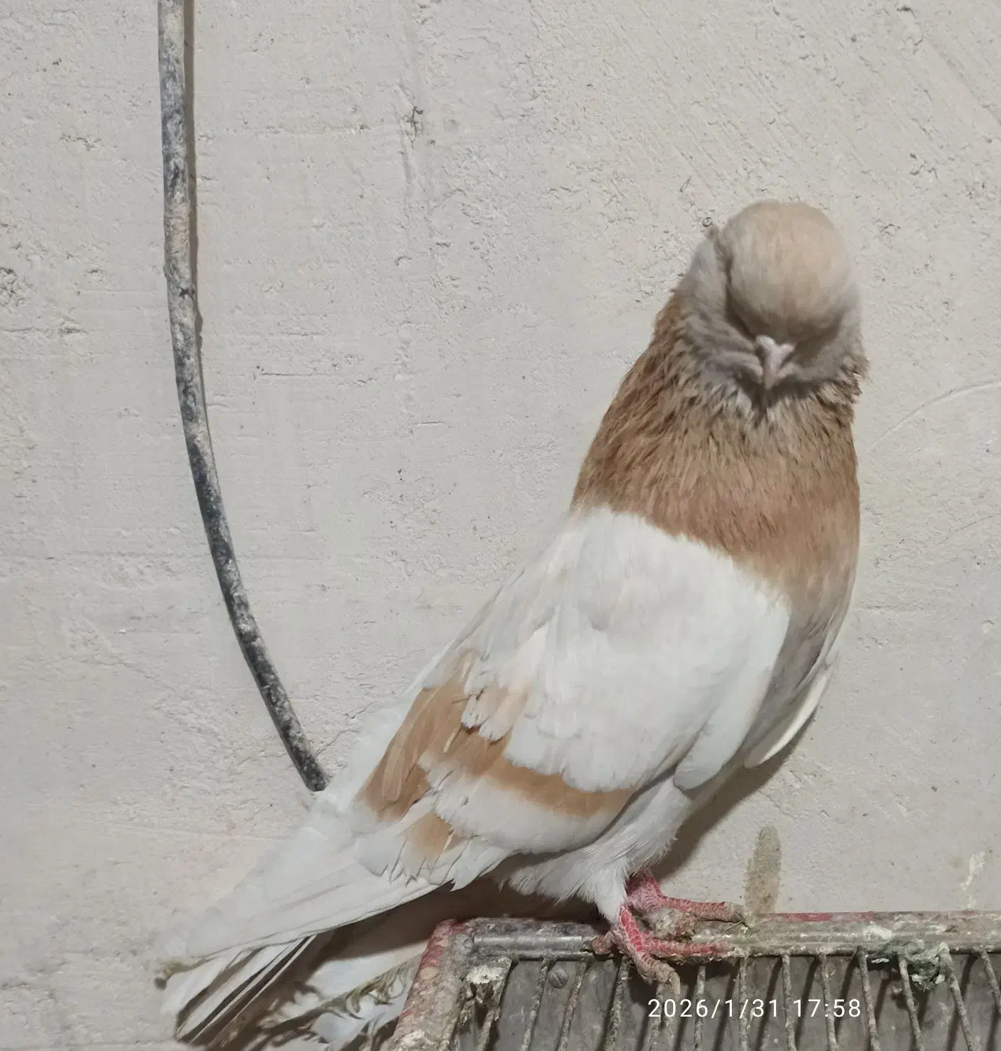 کبوتر سبز|پرنده|میانه, |دیوار