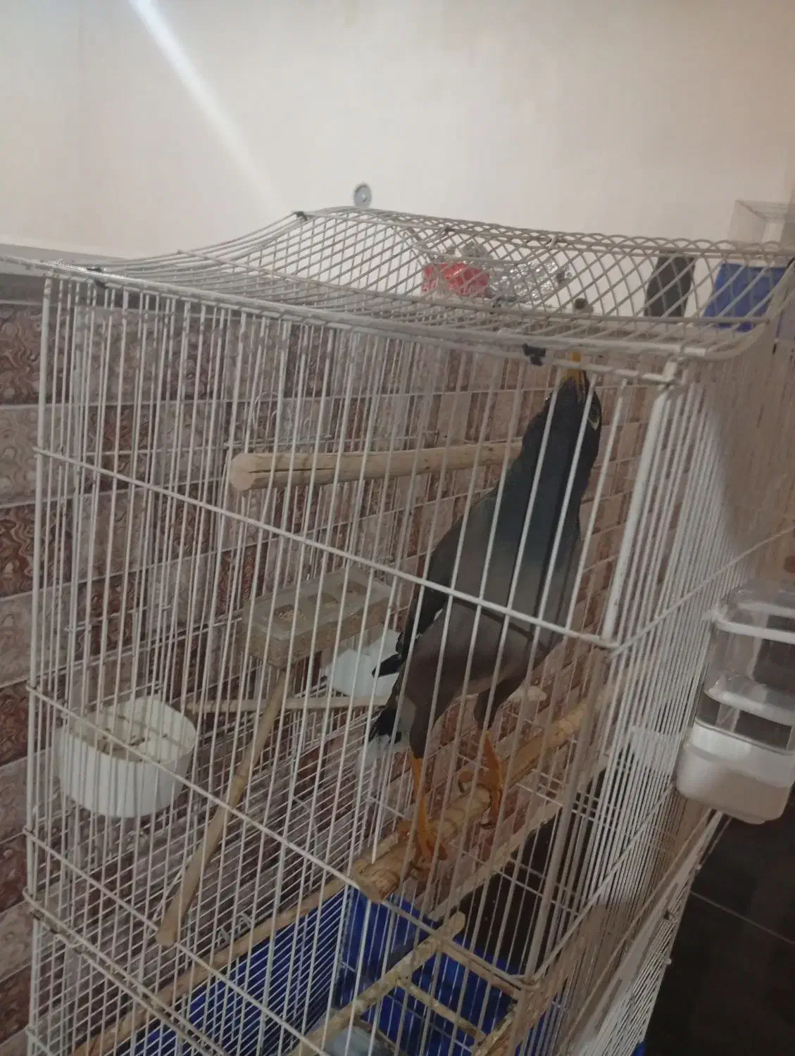 مرغ مینا سخنگوو عروس|پرنده|هشتگرد, قاسم آباد بزرگ|دیوار