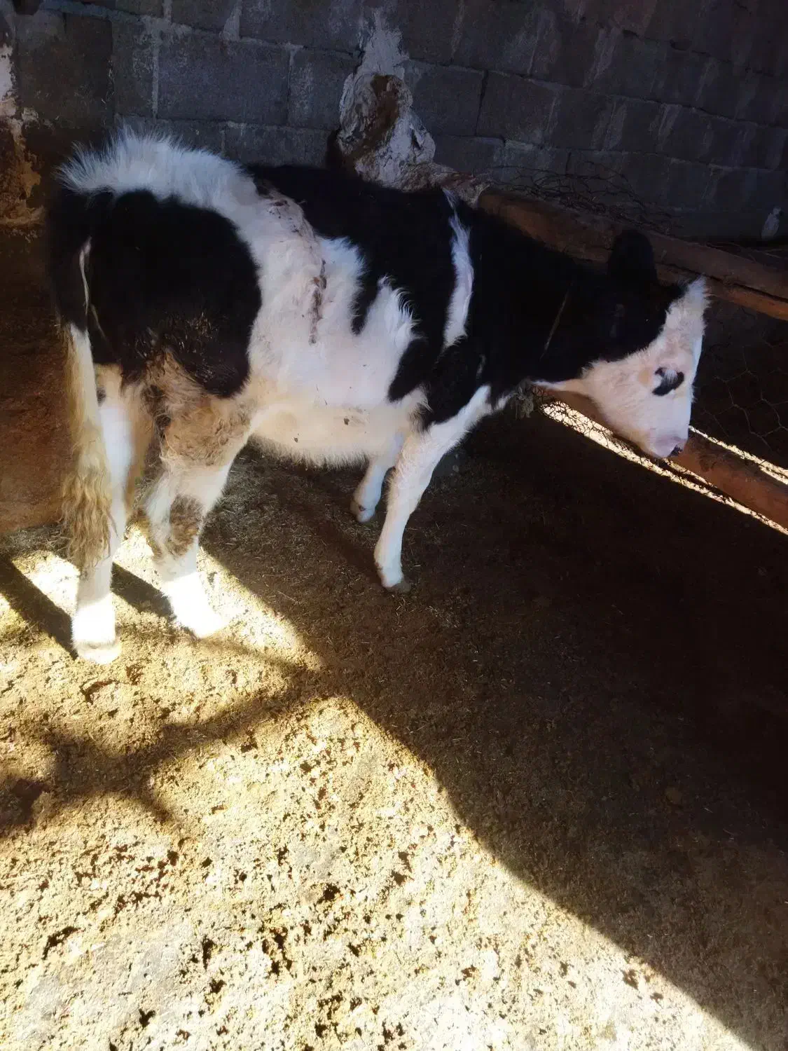 گوساله ماده|حیوانات مزرعه|ماهیدشت, |دیوار