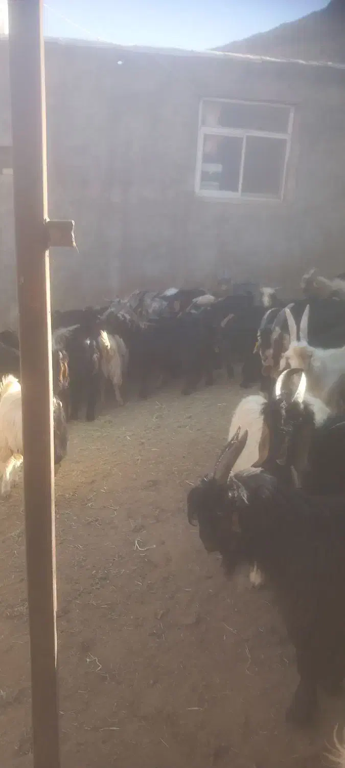 فروش ۱۴۰راس بزغاله پرواری چاق میش بز قوچ بره|حیوانات مزرعه|پیر بکران, |دیوار