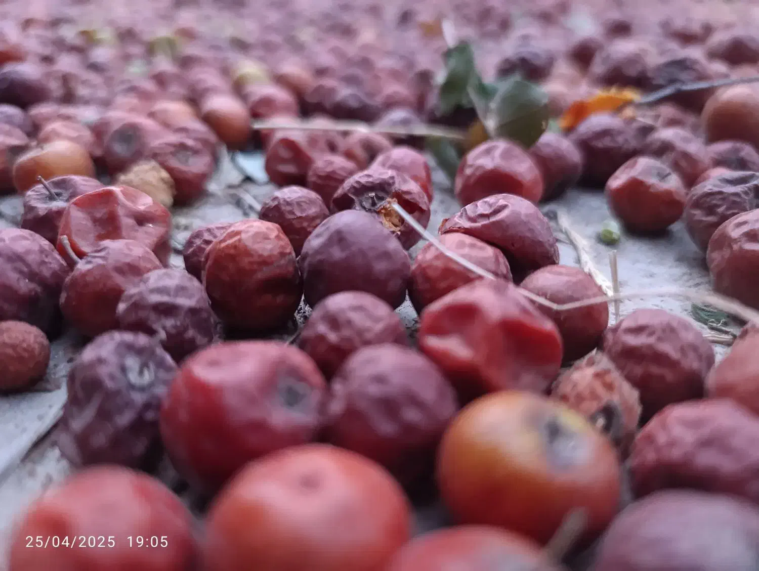 برگ خشک سدر و دانه کنار خشک|خدمات باغبانی و درختکاری|شوش, |دیوار