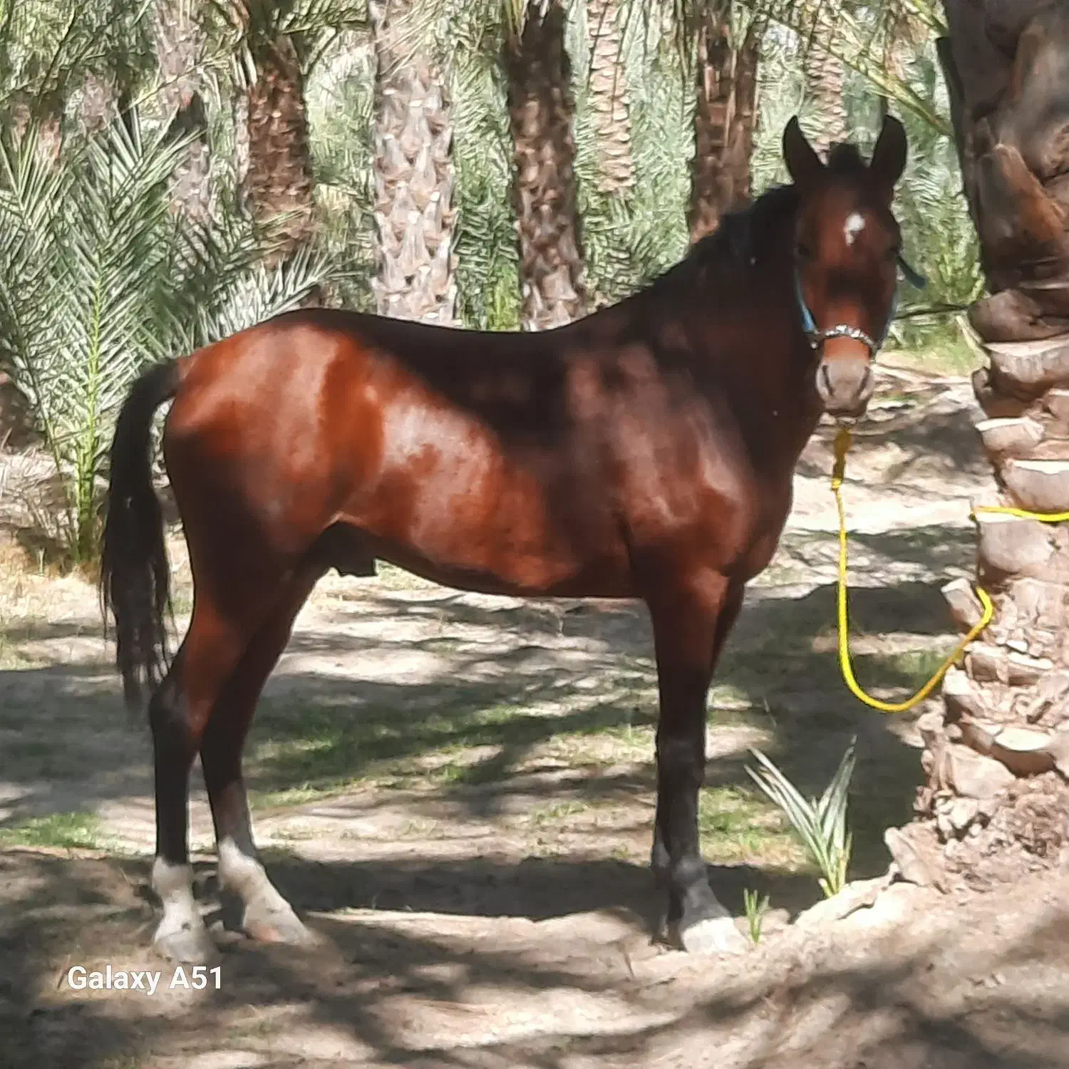 اسب|اسب و تجهیزات اسبسواری|شادگان, |دیوار