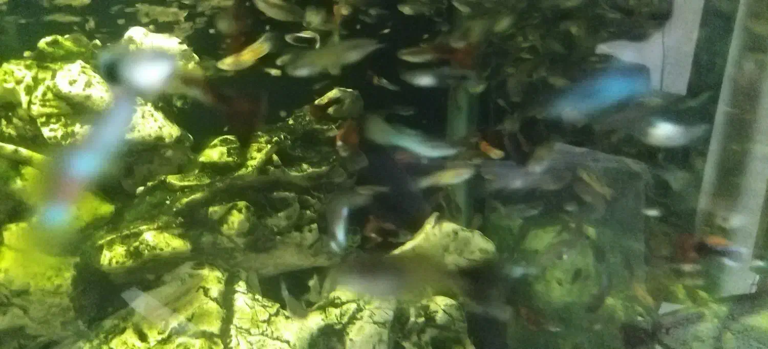 1100عدد ماهی گوپی|ماهی|شیراز, پودنک|دیوار