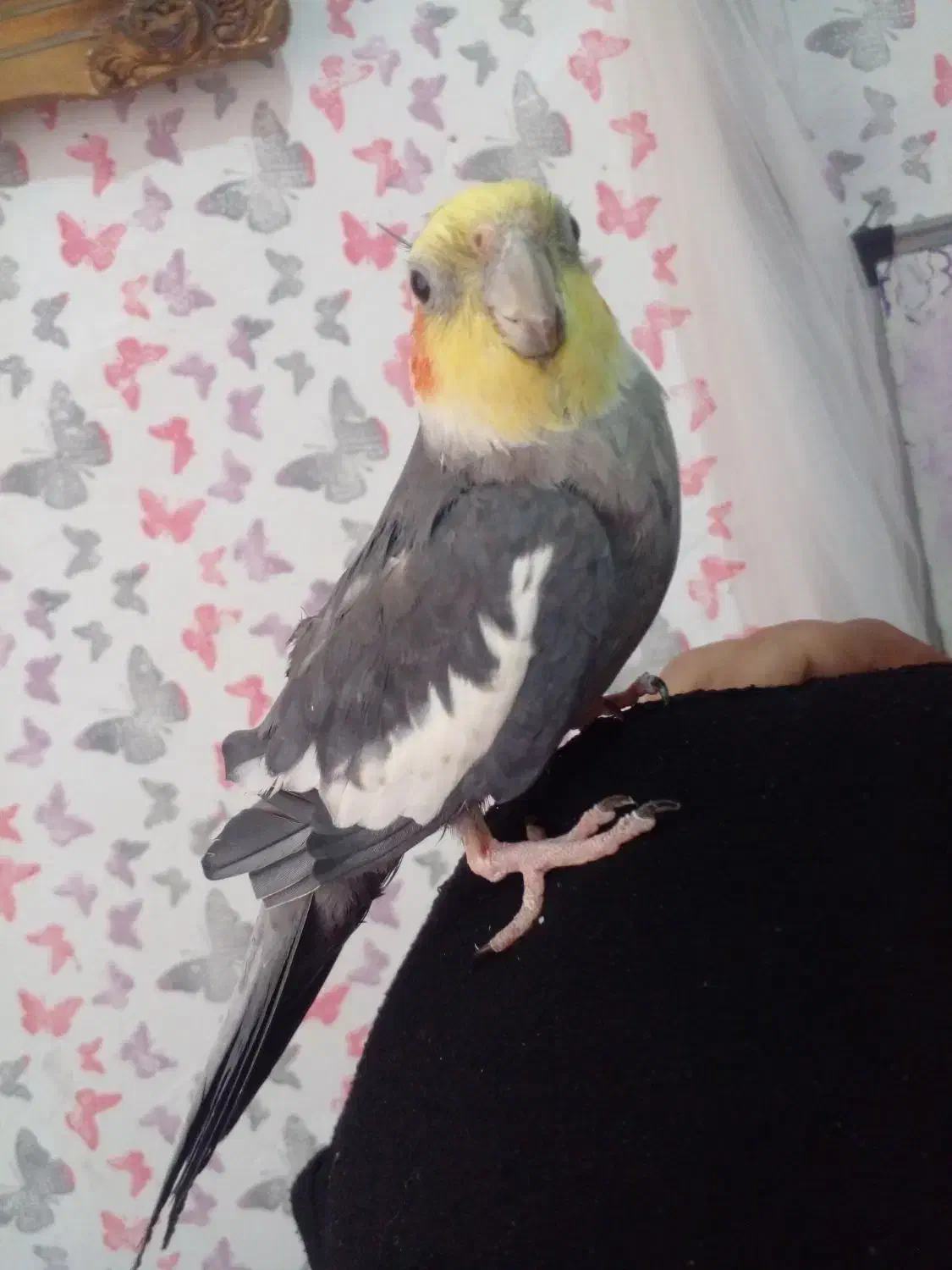 طوطی عروس نر سخنگو بالغ|پرنده|تولم شهر, |دیوار