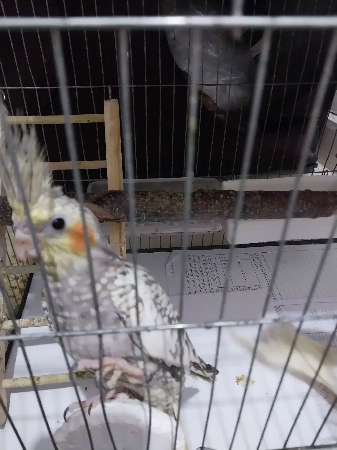 عروس هلندی رام رام|پرنده|قدس, شهرقدس|دیوار