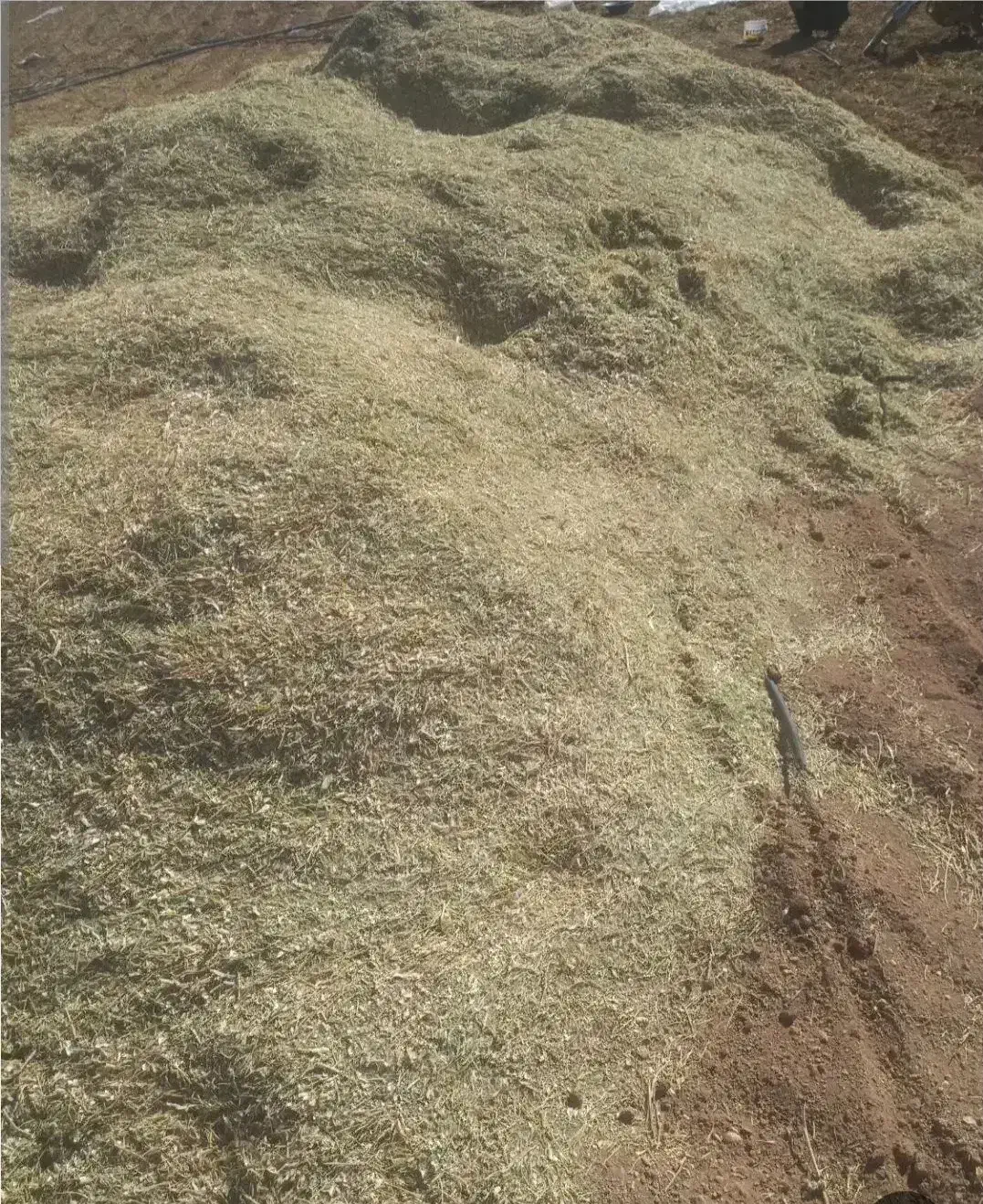 کاه لوبیا قرمز|عمدهفروشی|کمیجان, |دیوار