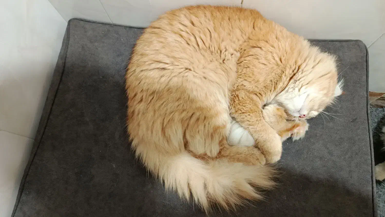 گربه|گربه|خرمشهر, |دیوار