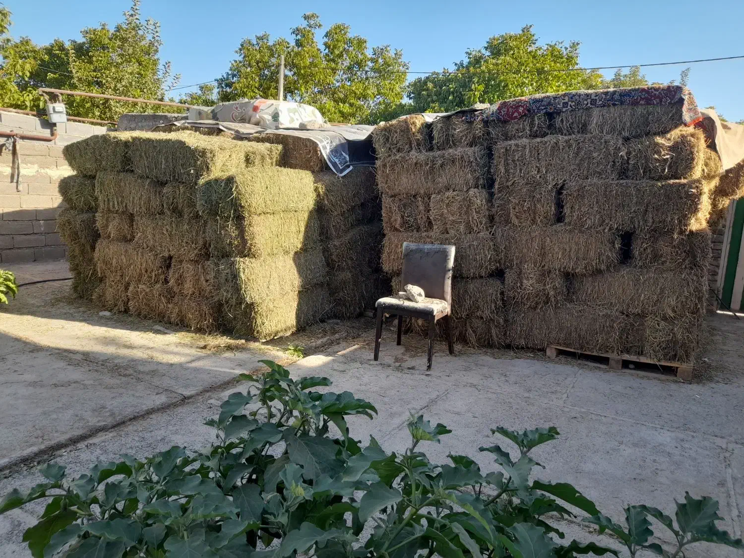 پرس شبدر|لوازم جانبی حیوانات|الشتر, |دیوار