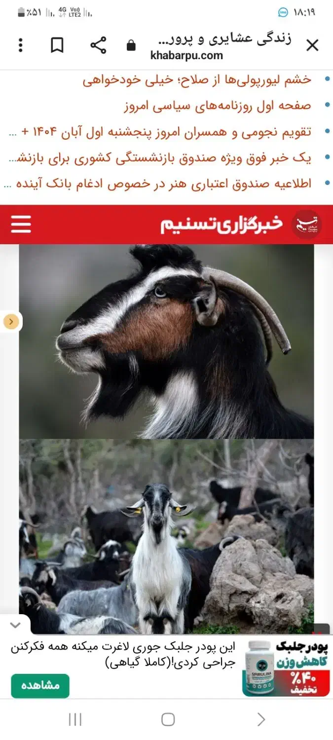 بوز|حیوانات مزرعه|کلاشی, |دیوار