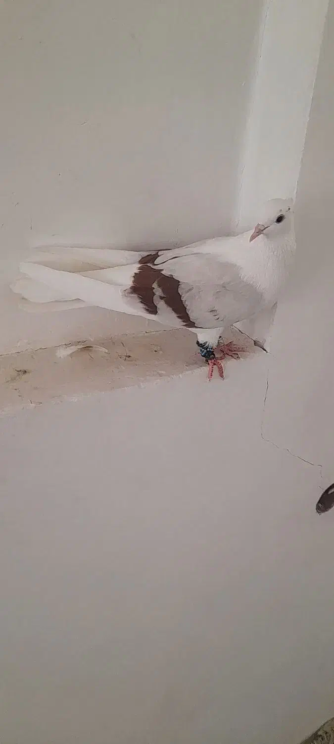 کبوتر|حیوانات|بروجرد, |دیوار