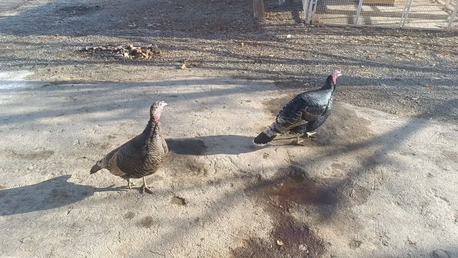 بوقلمون|پرنده|تویسرکان, |دیوار