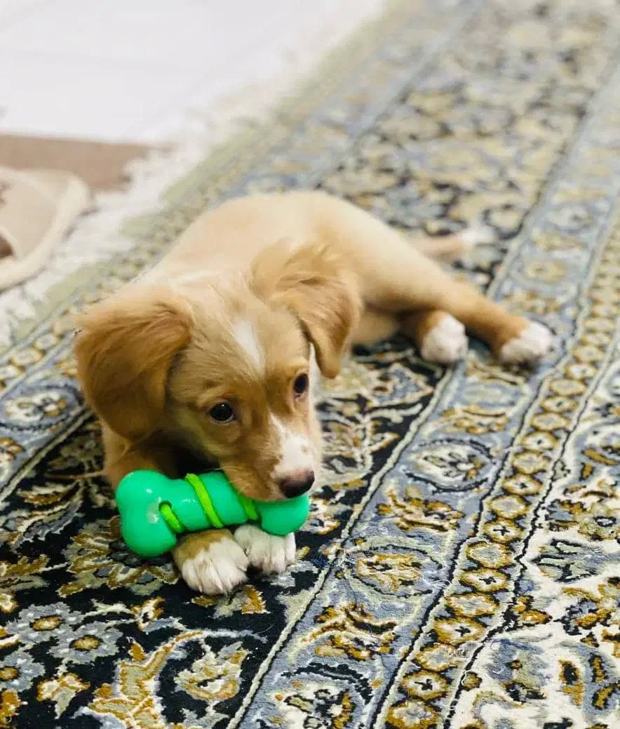 گلد جذاب|سگ|شیراز, نصر|دیوار