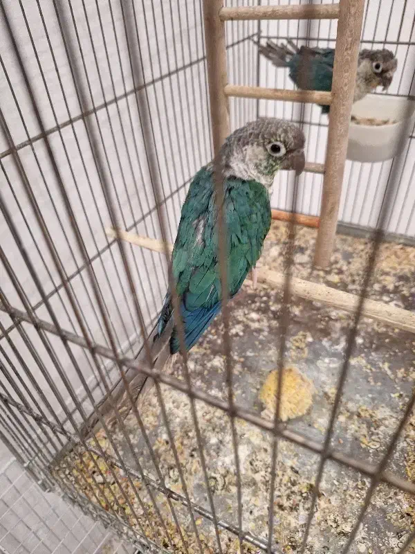 گرنچیگ|پرنده|زاهدان, |دیوار