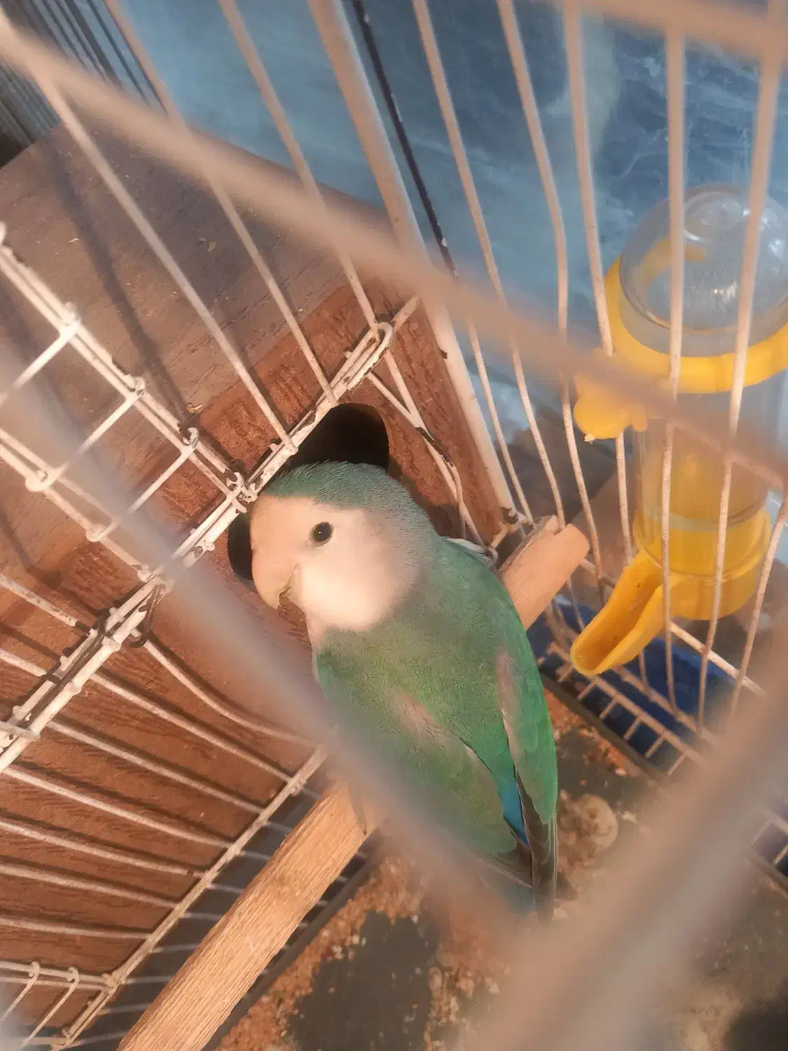 جفت مولد طوطی برزیلی با چهار تخم|پرنده|قرچک, زیبا شهر|دیوار