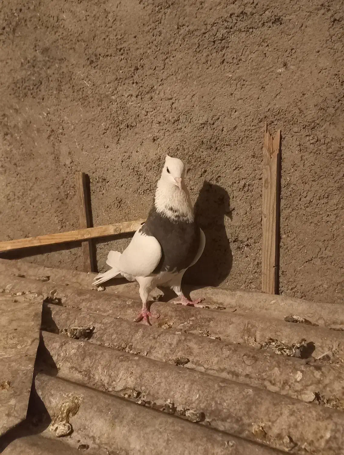 طوقی فروشی|پرنده|مبارکه, |دیوار