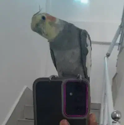 عروس هلندی|پرنده|سرپل ذهاب, |دیوار