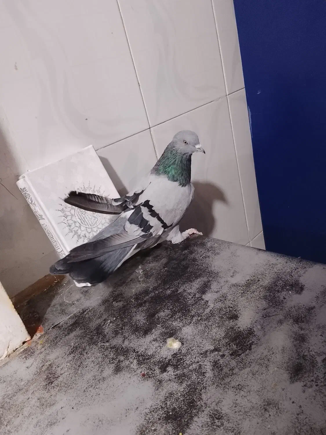 کبوتر مفلق پر|پرنده|فارسان, |دیوار