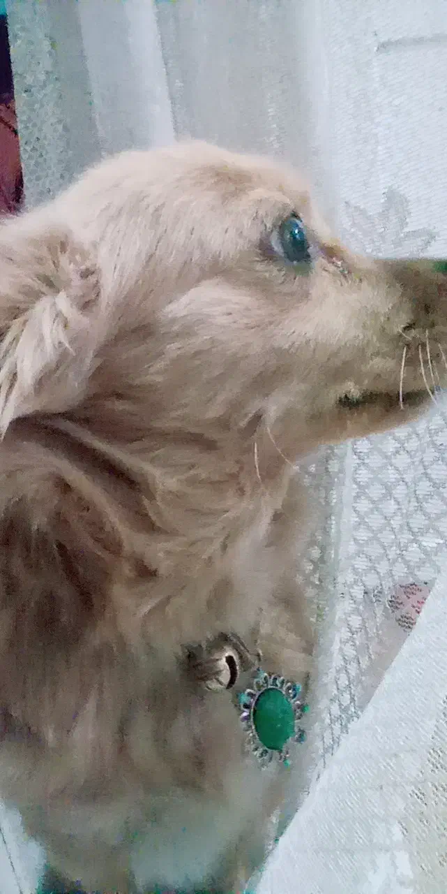 سگ خانگی پامر|سگ|قم, نخودی|دیوار