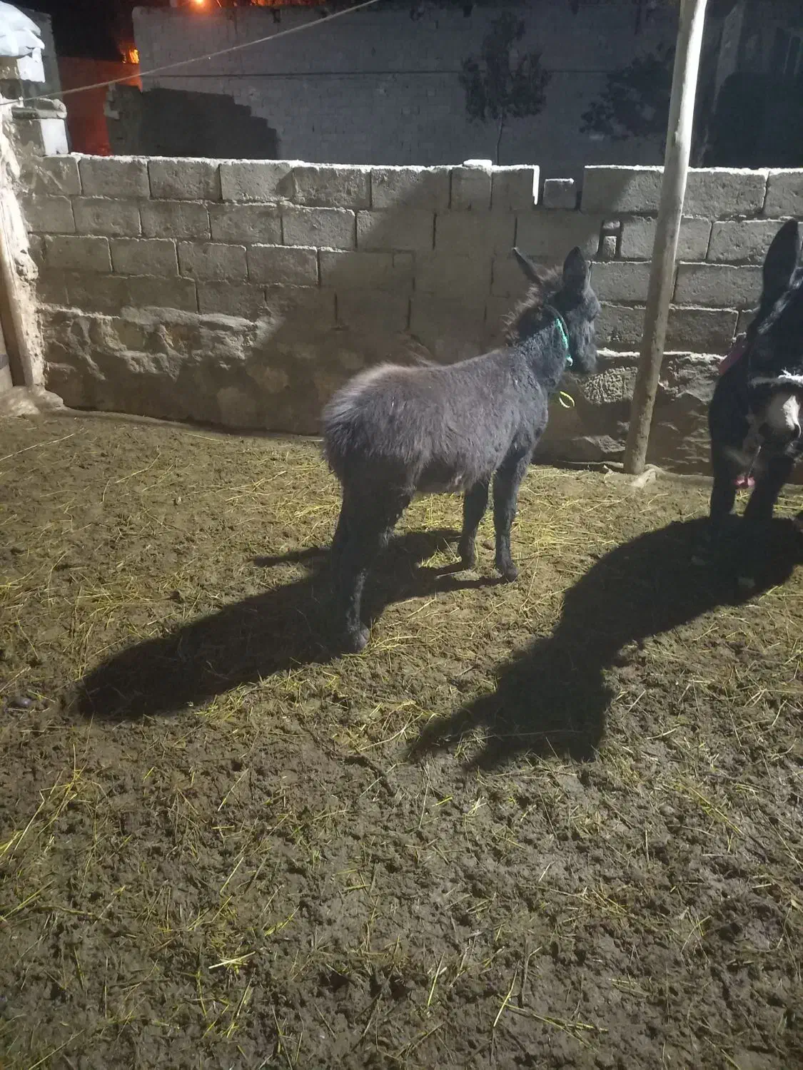 کره خر ماده|حیوانات مزرعه|سراجو, |دیوار