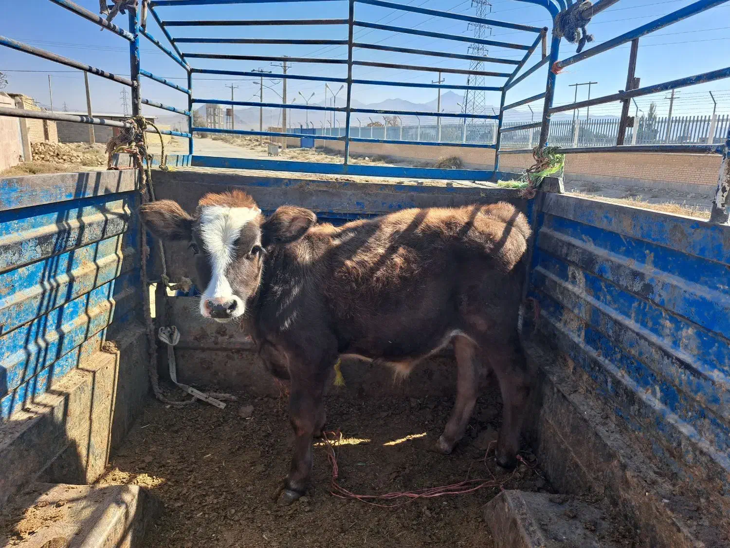 گوساله گاو تلیسه|حیوانات مزرعه|گلپایگان, |دیوار