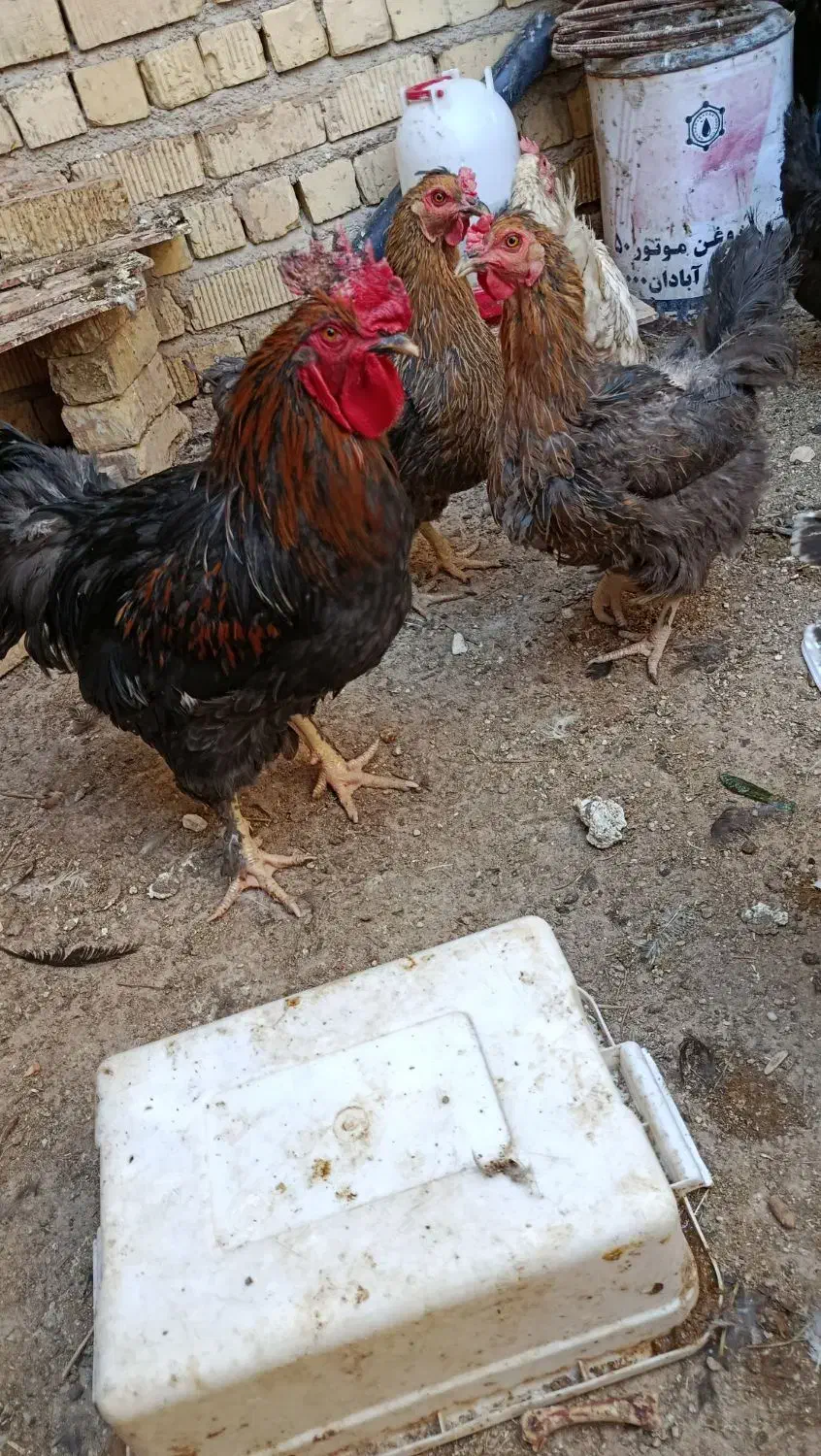 خروس|حیوانات مزرعه|شیراز, کرونی(خاتونک)|دیوار