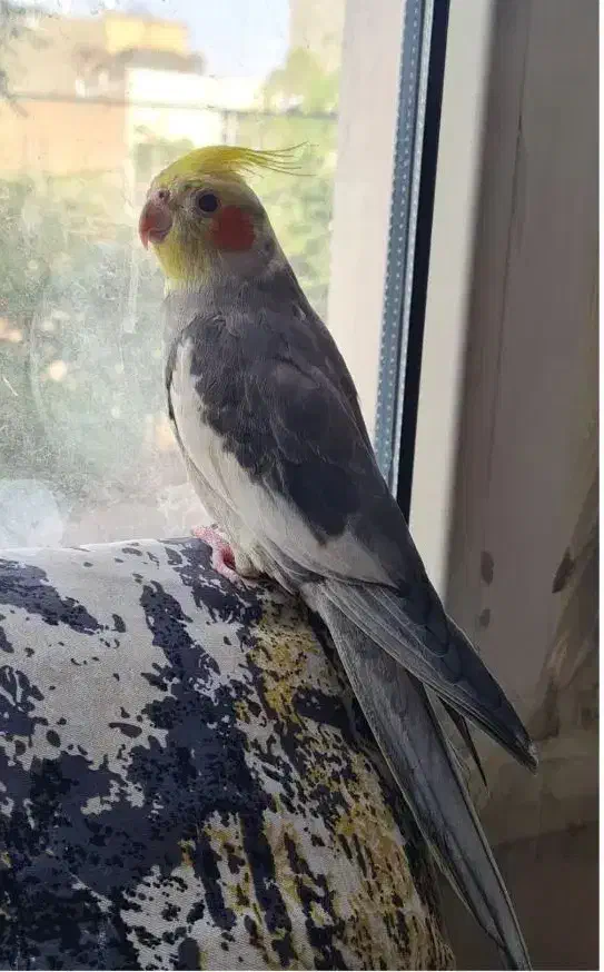 گمشده|حیوانات|مشهد, هفده شهریور|دیوار