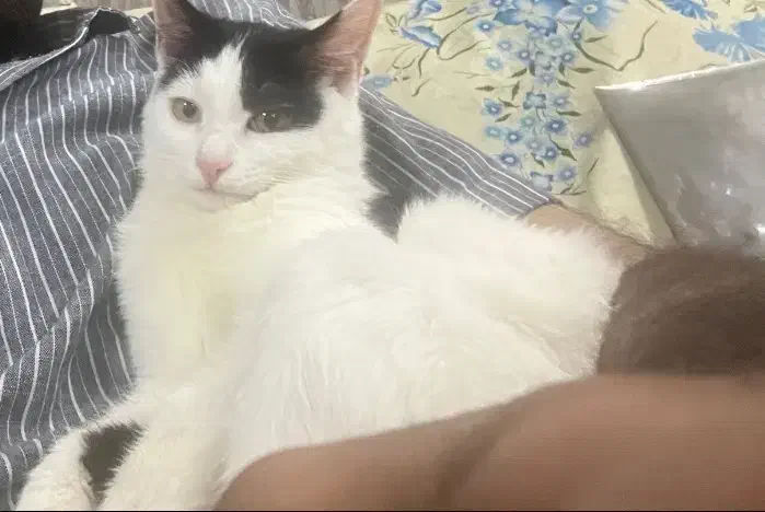 واگذاری گربه|گربه|اصفهان, جلالیه|دیوار