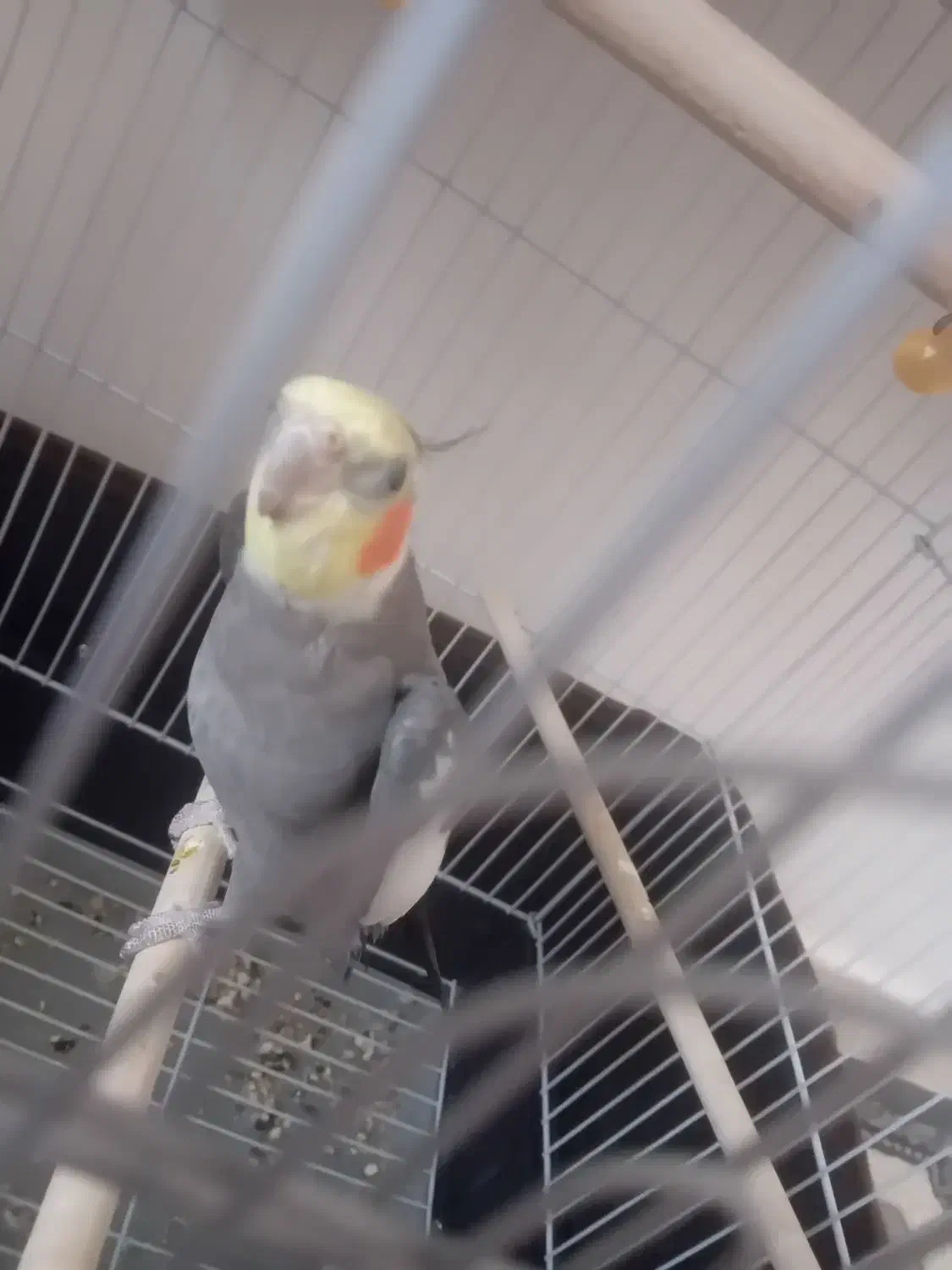 عروس هلندی بسیار زیبا و زبل|پرنده|خمین, |دیوار