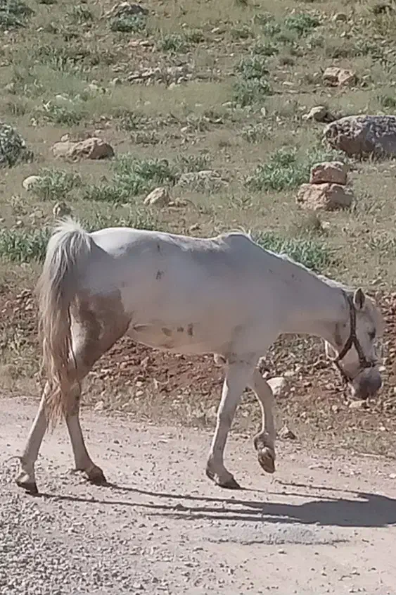 اسب مادیان کرد|اسب و تجهیزات اسبسواری|پادنا, |دیوار