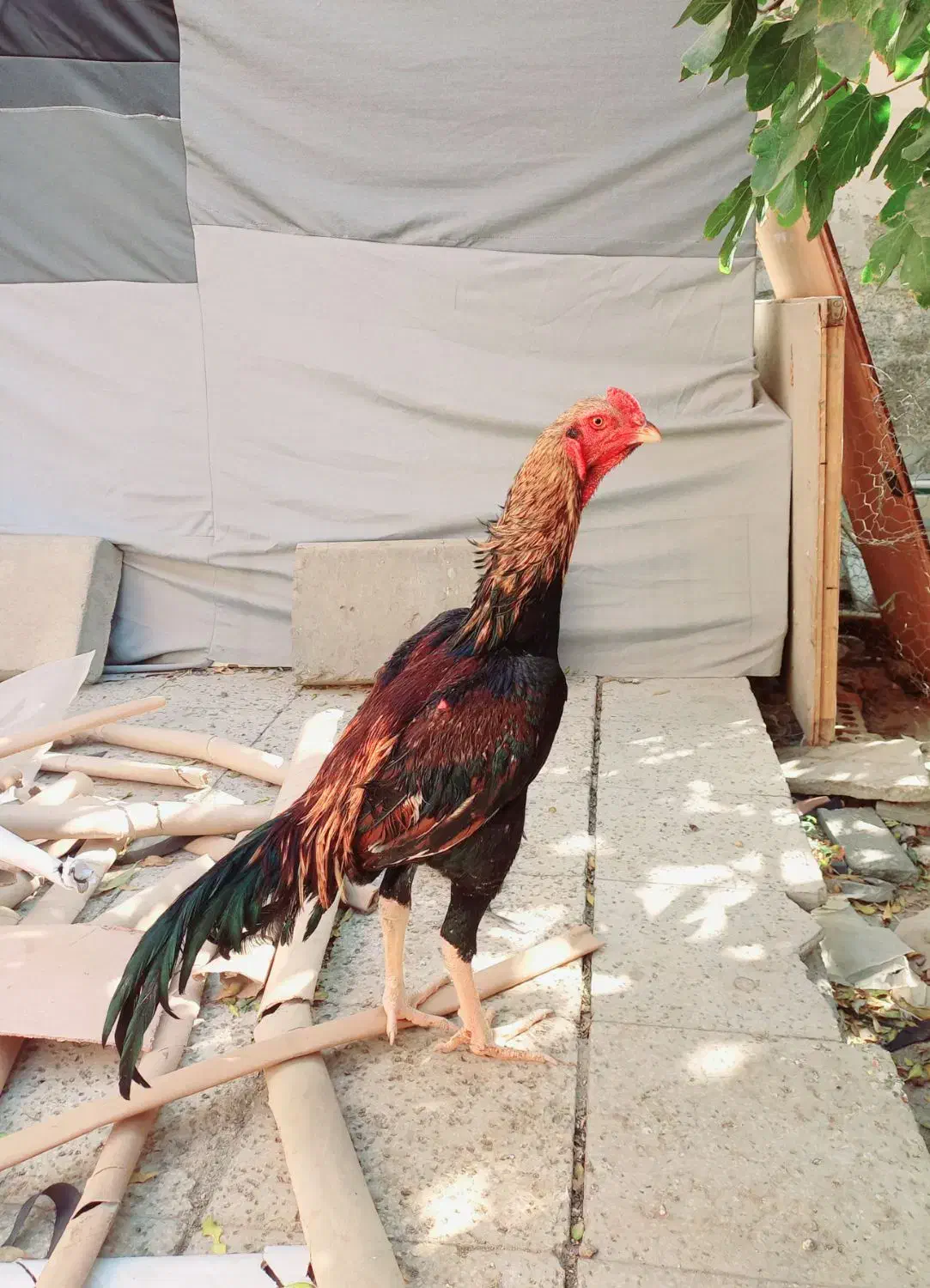 جوجه لاری اوشامو|حیوانات مزرعه|کهریزک, |دیوار