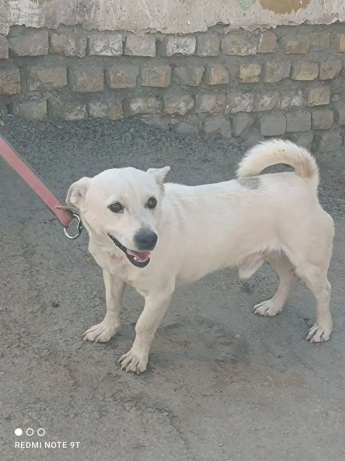 سگ اسنو|سگ|کرمان, |دیوار