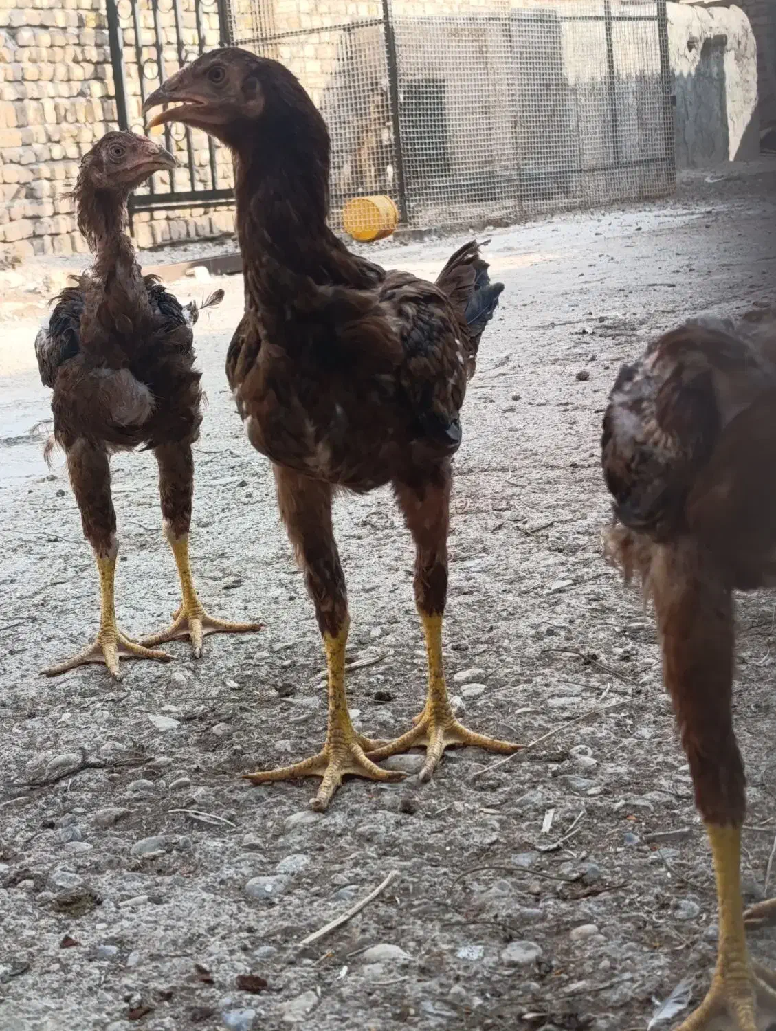 مرغ لاری .جوجه لاری .لاری .جوجه .خروس لاری|حیوانات مزرعه|قزوین, |دیوار