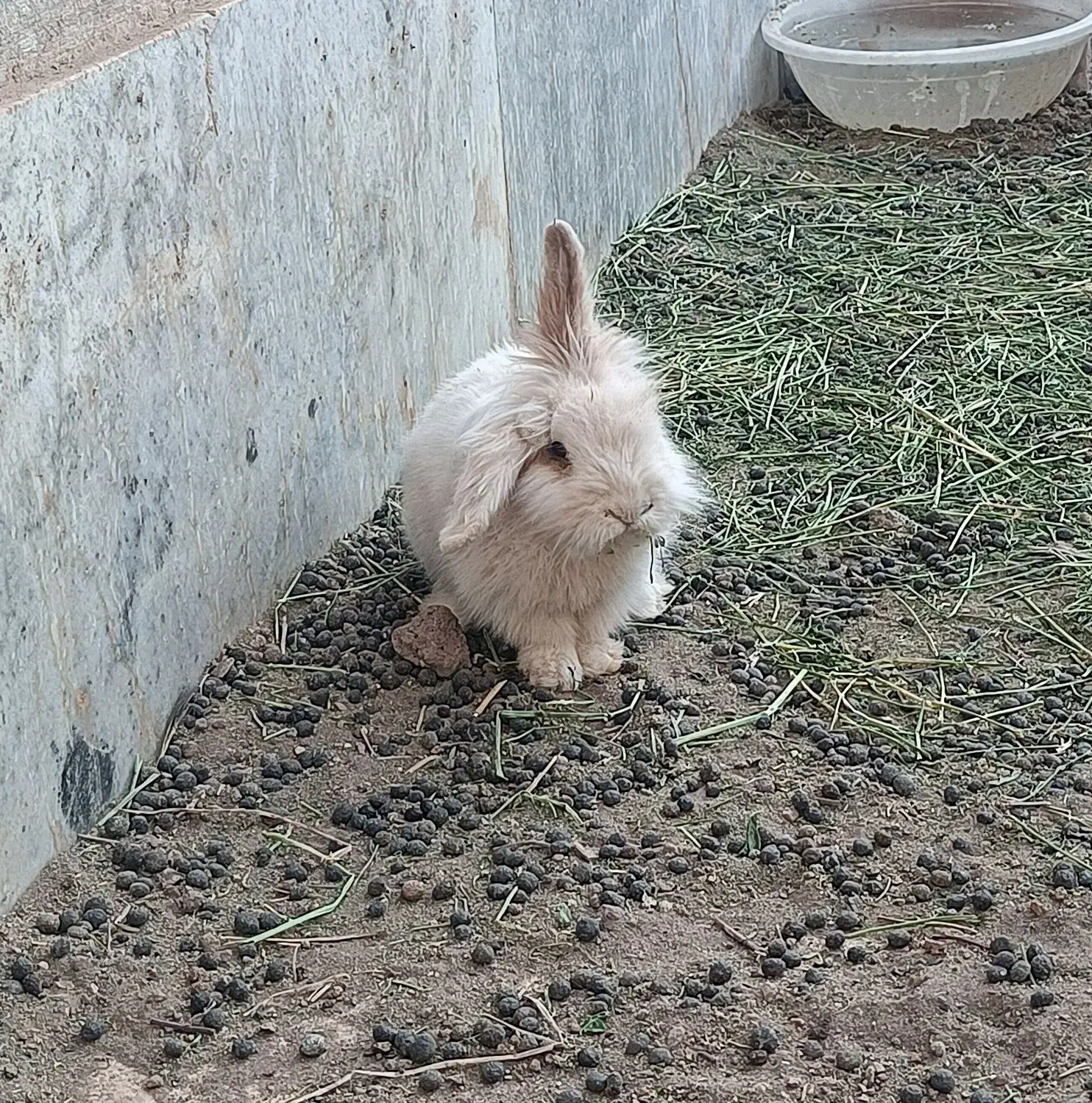 خرگوش مولد لپی هلندی اصل|موش و خرگوش|رفسنجان, |دیوار