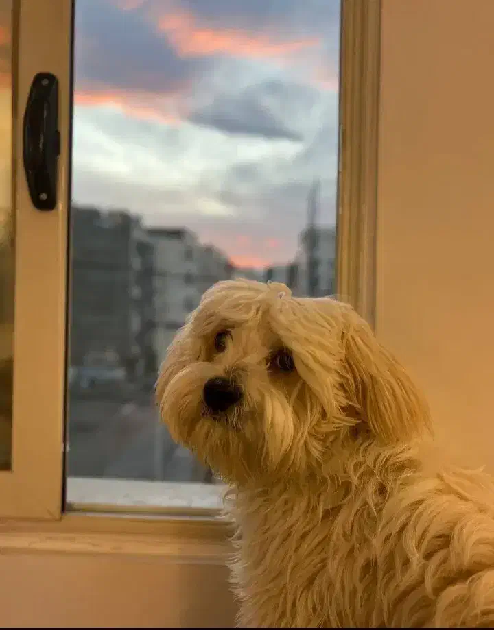 سگ شتیتزو پالتیز|حیوانات|خشکبیجار, |دیوار